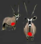 Oryx / Gemsbok shot placement